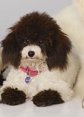 File:Gracie.jpg