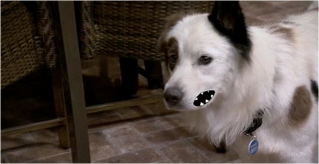 File:Stan-FreakyFido.png