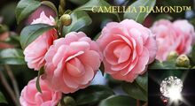 CamelliaDiamond image01