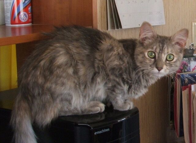 File:Mew crop.jpg