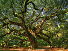 Quercia6