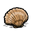 Seashell