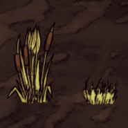 Reeds Harvested