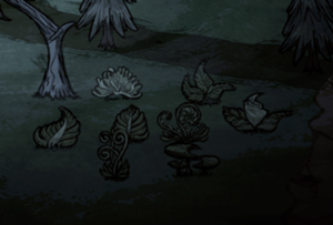 Cave ferns