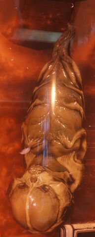 File:Fetus2016-2.jpg