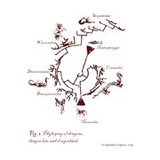 Dragon Phylogeny.jpg