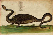 DracoBipes2.jpg