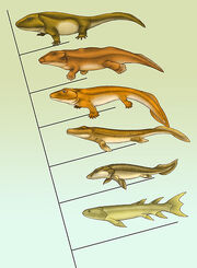 Fishapod evolution.jpg