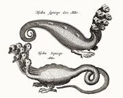 AldrovandiHydra.jpg