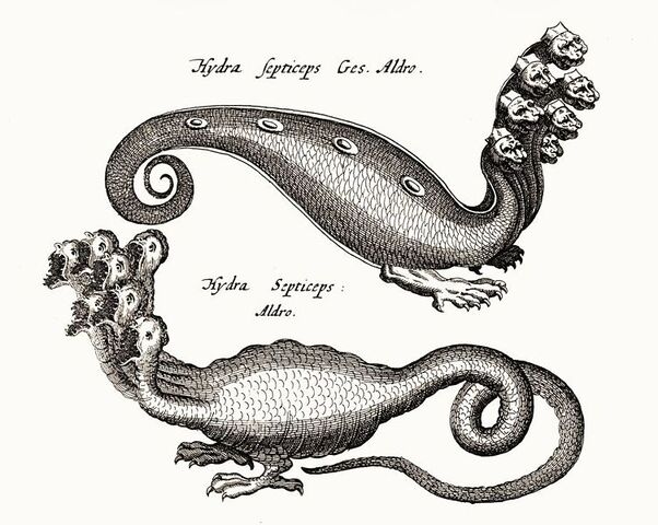 Datei:AldrovandiHydra.jpg