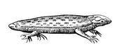 Aldrov tatzelwurm.jpg