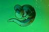 Larva cell