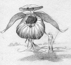 La Cocozza Colossa1