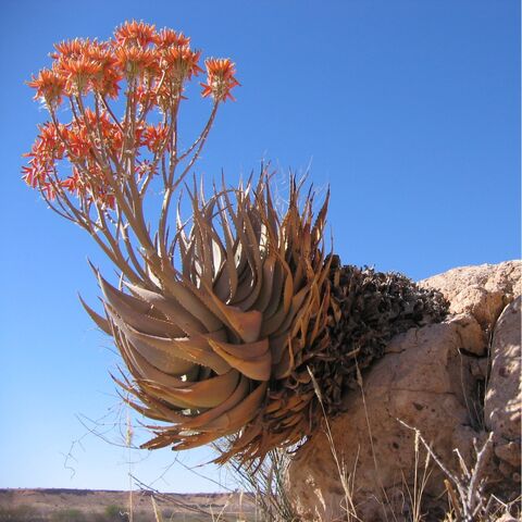 File:Aloe hereroensis Auob C15.jpg
