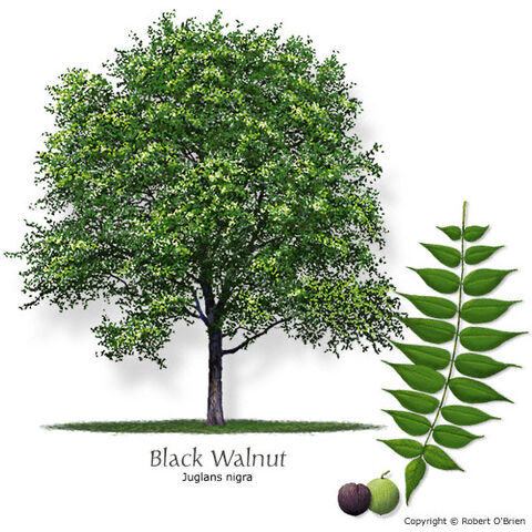 File:Walnut black.jpg