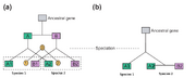 Paralog or ortholog