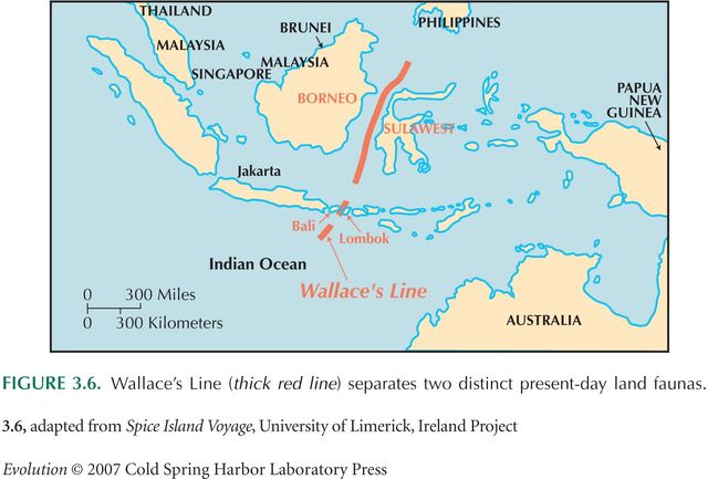 File:Wallace's line.jpg