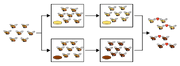 550px-Drosophila speciation.svg