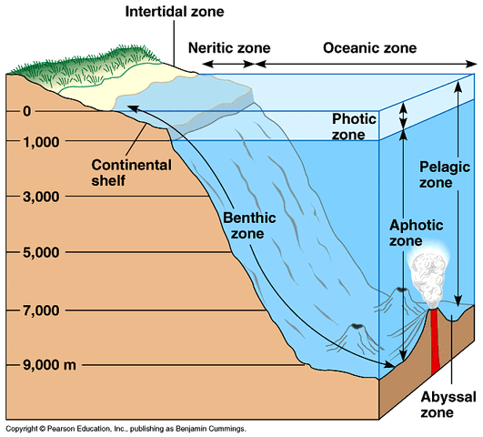 File:PelagicZoneDiagram.gif