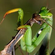Mantis
