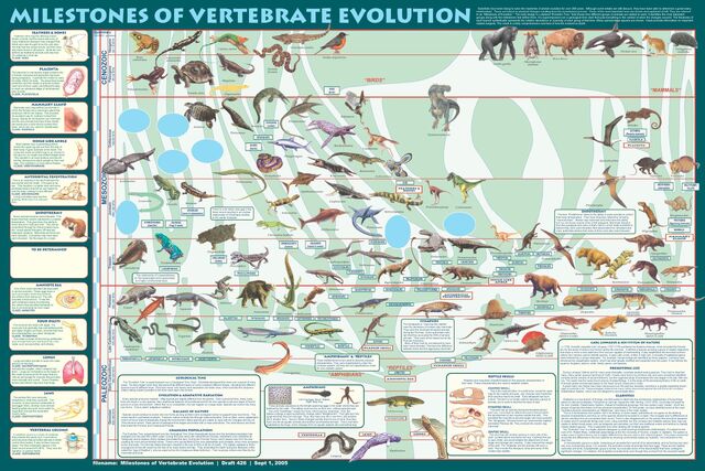 File:Vertabrate-Evolution.jpg