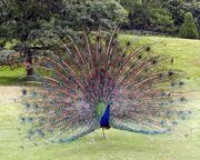 752px-Peacock.displaying.better.800pix