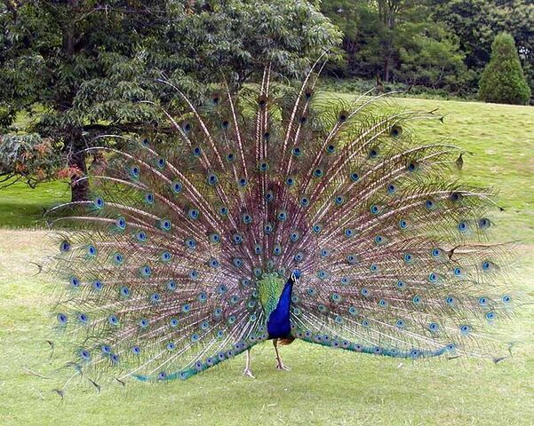 File:752px-Peacock.displaying.better.800pix.jpg