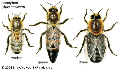 File:Astes of bees.jpg