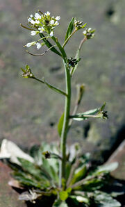 Arabidopsis thaliana