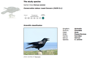 Crows