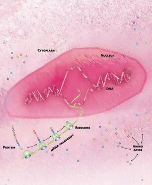 Transcriptome