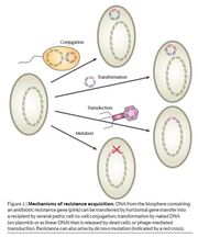 Gene transfer1