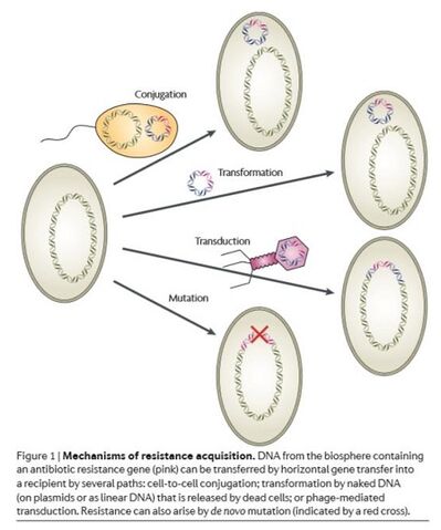 File:Gene transfer1.jpg