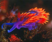 Nudibranches