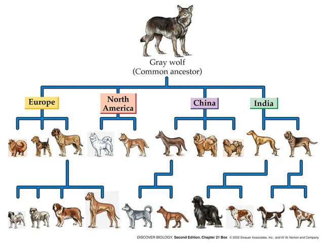 File:Dogs.jpg