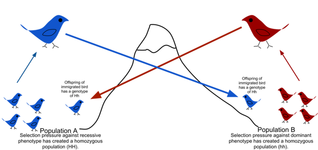 File:800px-Gene flow final.png