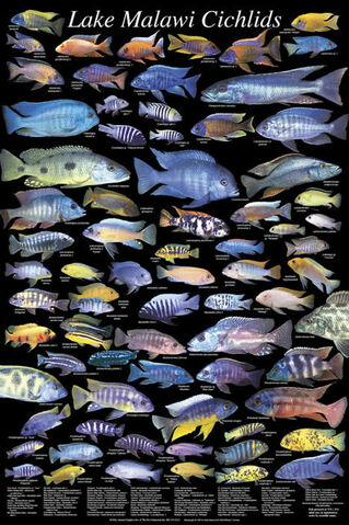File:Cichlids.jpg