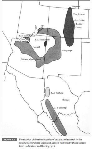 File:6 subspecies Tassel-eared squirrels.jpg
