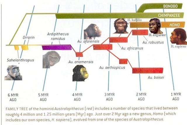 File:Human-familytree.jpg
