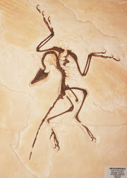 Archy detail2