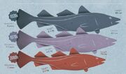 Fish4