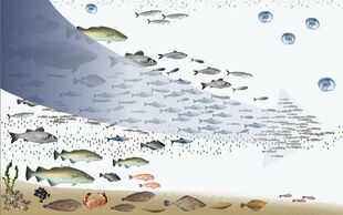 Fishing-down-foodweb