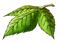 Feuille d'Yggdrasil.png