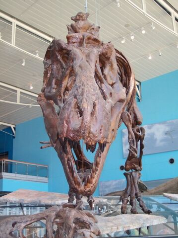 File:Dinosaur Bones2.jpg