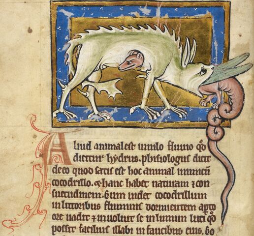 File:Hydrus royal MS12.jpg