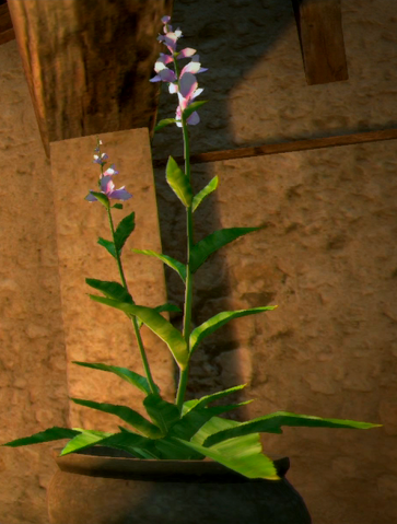 File:Gransys Herb.png