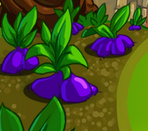 NogardRoot
