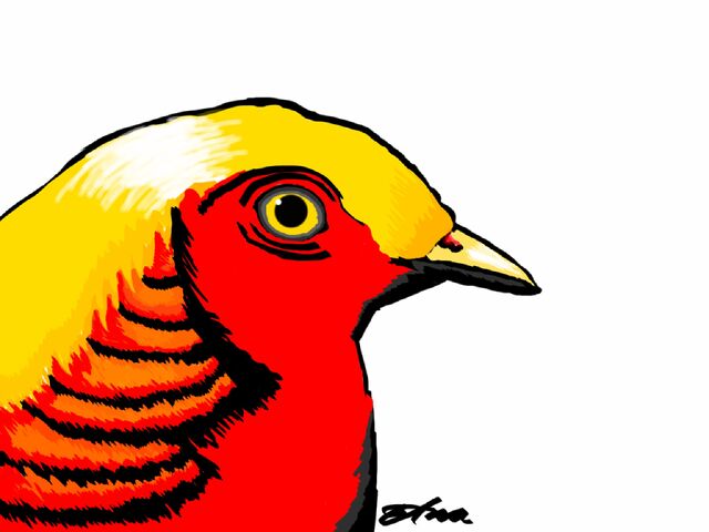 File:My Golden Phesant.jpeg