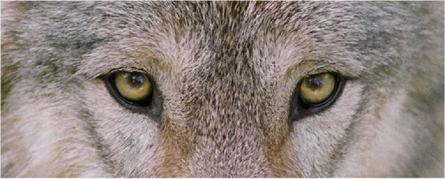 File:Wolf-eyes.jpg