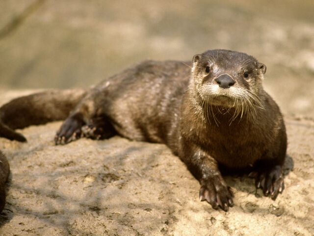File:River Otter.jpg